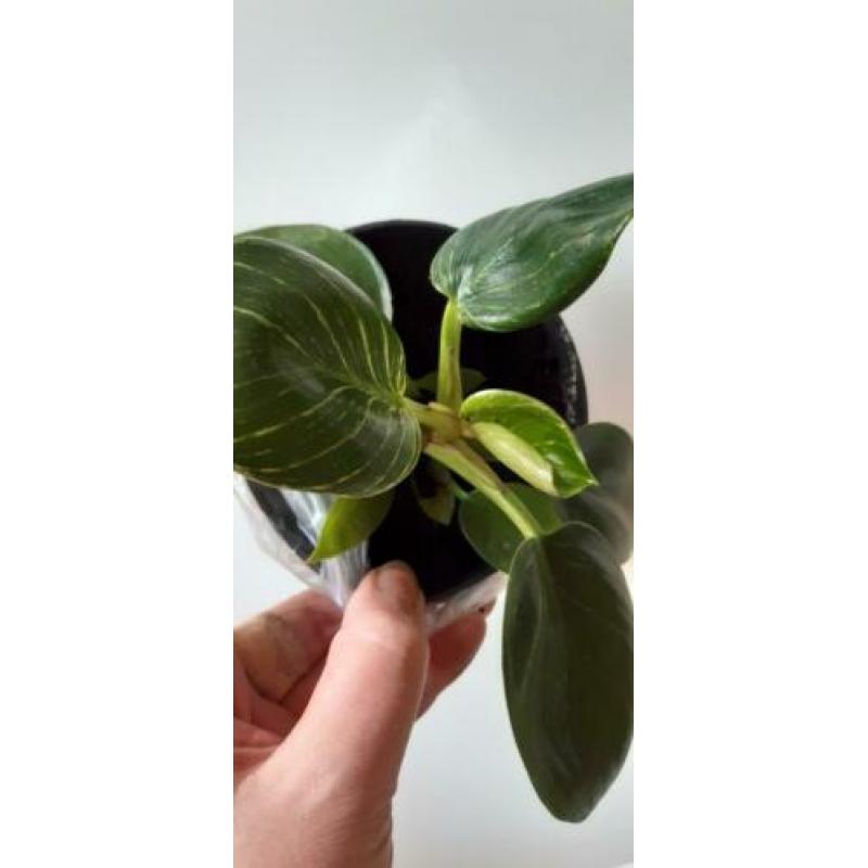 Philodendron Birkin stek groot