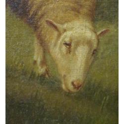 Arthur De Waerhert, schapen in de wei