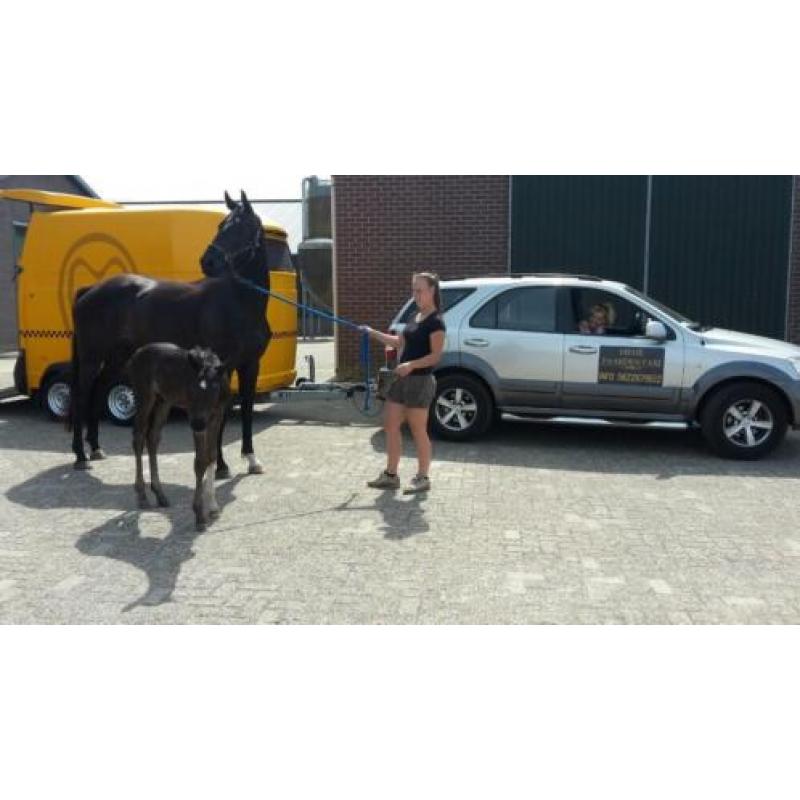 Paardentaxi Gelderland