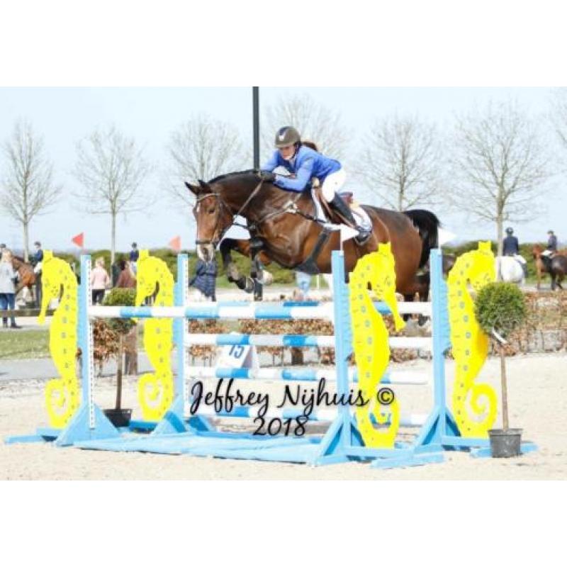 8-jarige springtopper, merrie, 1.40m springen geklasseerd