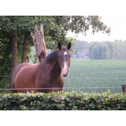 Allround kwpn ruin/ recreatie paard / betuigd en endurance