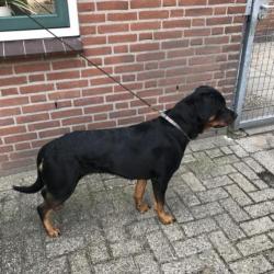 Rottweiler