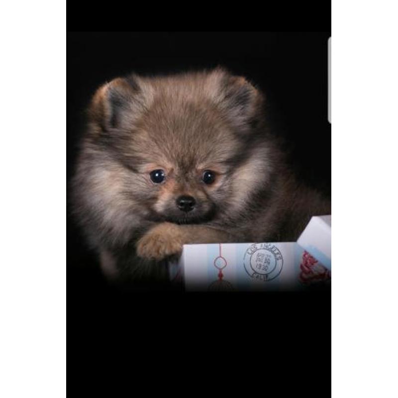 Zeer mooi Teefje Pomeranian/Pomeriaan/Dwergkeesje/FCI