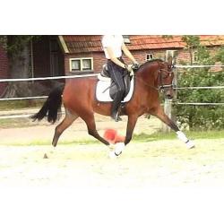 ### Super knappe Welsh merrie d pony ###