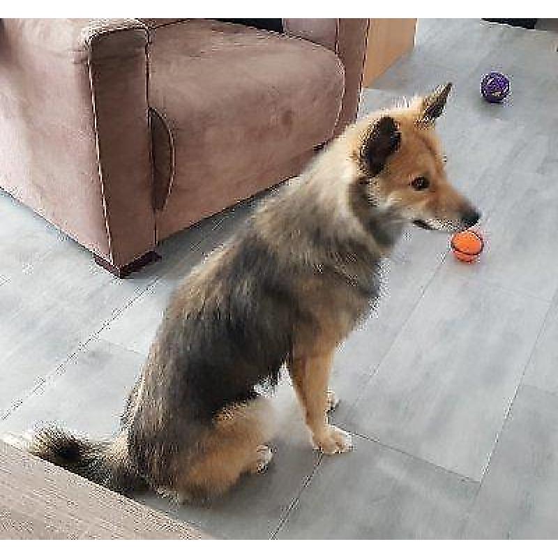 ACE: Pomsky is een knappe kerel, in opvang in BE