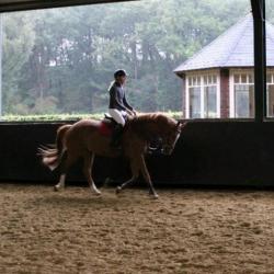 Super braaf en lief 3-jarig recreatiepaard, springen gefokt