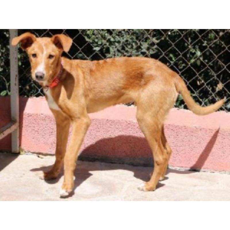 ACE: Niven, Podenco, pup van ca 11 mnd, leuk gezinshondje