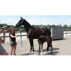 Paardentaxi Gelderland