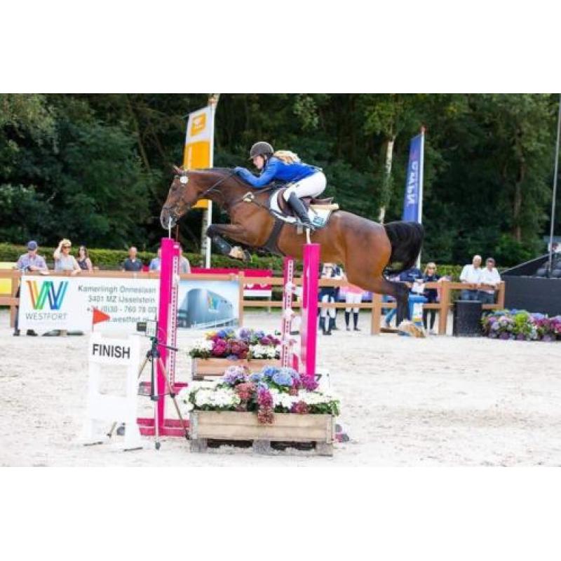 8-jarige springtopper, merrie, 1.40m springen geklasseerd