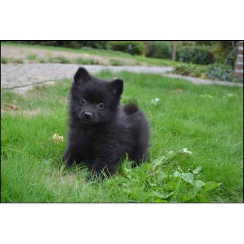 Keeshond pups