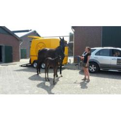 Paardentaxi Gelderland