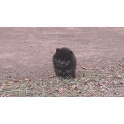 Dwergkeeshond/Pomeranian