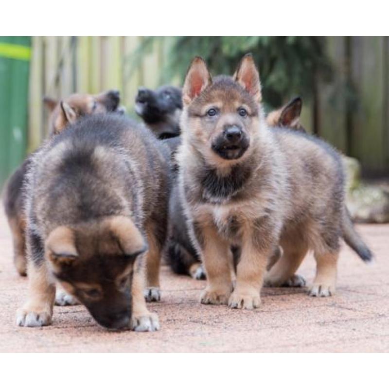 German Indian Dog pups op komst