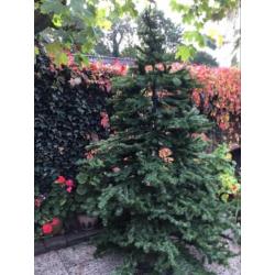 Kerstboom 2,10 m hoog bij1,10 m