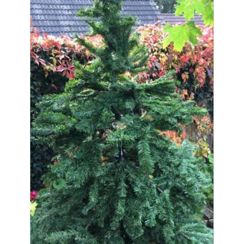 Kerstboom 2,10 m hoog bij1,10 m